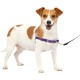 PetSafe, Easy Walk Dog Harness, The Ultimate No Pull Harness for Walks, Take Control and Teach Better Leash Behavior Small, Petrol/Grey