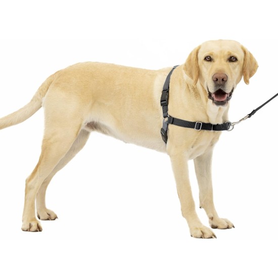 PetSafe, Easy Walk Dog Harness, The Ultimate No Pull Harness for Walks, Take Control and Teach Better Leash Behavior Small, Petrol/Grey PetSafe, Easy Walk Dog Harness, The Ultimate No Pull Harness for Walks, Take Control and Teach Better Leash Behavior Small, Petrol/Grey