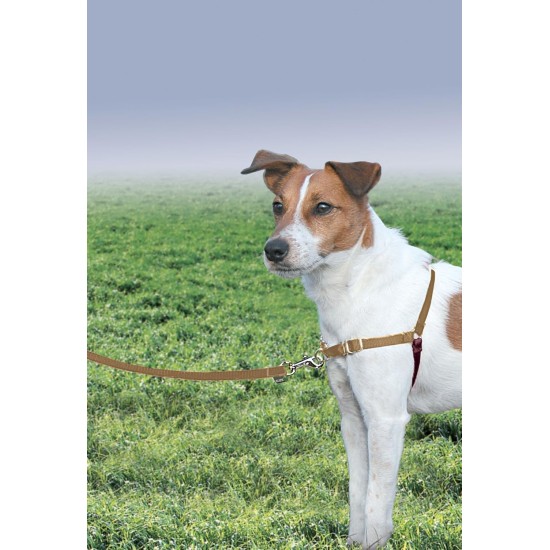 PetSafe, Easy Walk Dog Harness, The Ultimate No Pull Harness for Walks, Take Control and Teach Better Leash Behavior Small, Petrol/Grey PetSafe, Easy Walk Dog Harness, The Ultimate No Pull Harness for Walks, Take Control and Teach Better Leash Behavior Small, Petrol/Grey