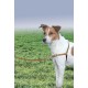 PetSafe, Easy Walk Dog Harness, The Ultimate No Pull Harness for Walks, Take Control and Teach Better Leash Behavior Small, Petrol/Grey