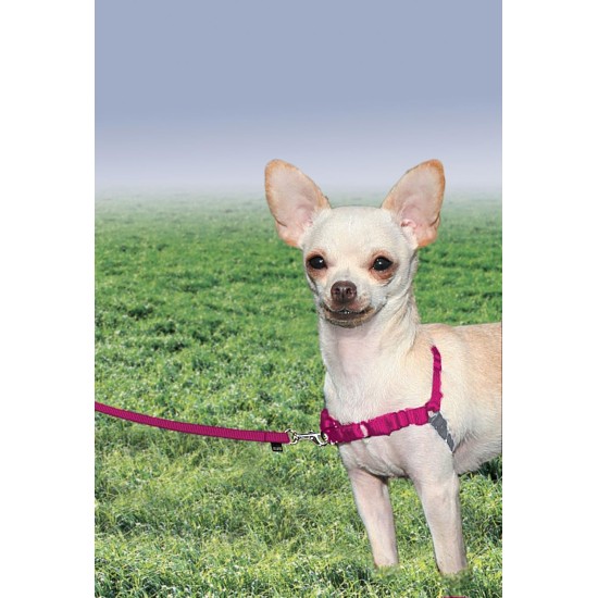 PetSafe, Easy Walk Dog Harness, The Ultimate No Pull Harness for Walks, Take Control and Teach Better Leash Behavior Small, Petrol/Grey PetSafe, Easy Walk Dog Harness, The Ultimate No Pull Harness for Walks, Take Control and Teach Better Leash Behavior Small, Petrol/Grey