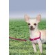 PetSafe, Easy Walk Dog Harness, The Ultimate No Pull Harness for Walks, Take Control and Teach Better Leash Behavior Small, Petrol/Grey