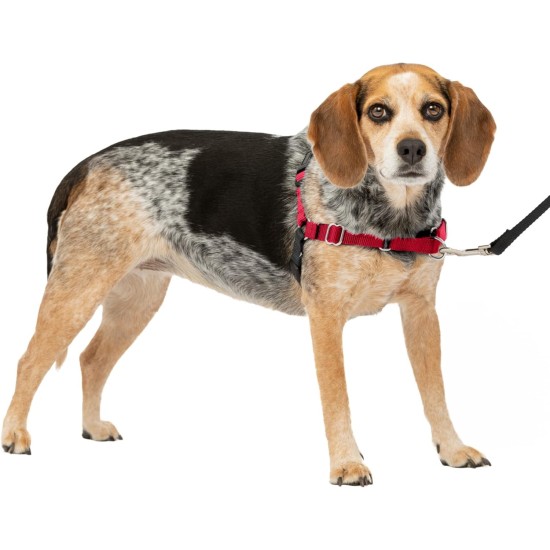 PetSafe, Easy Walk Dog Harness, The Ultimate No Pull Harness for Walks, Take Control and Teach Better Leash Behavior Small, Petrol/Grey PetSafe, Easy Walk Dog Harness, The Ultimate No Pull Harness for Walks, Take Control and Teach Better Leash Behavior Small, Petrol/Grey
