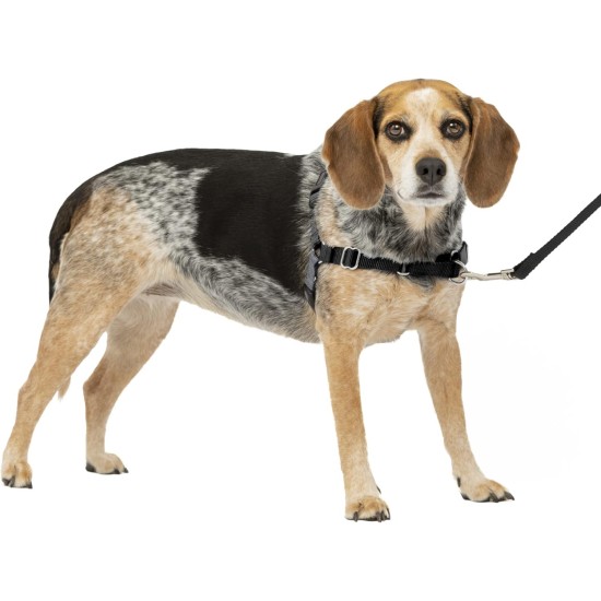 PetSafe, Easy Walk Dog Harness, The Ultimate No Pull Harness for Walks, Take Control and Teach Better Leash Behavior Small, Petrol/Grey PetSafe, Easy Walk Dog Harness, The Ultimate No Pull Harness for Walks, Take Control and Teach Better Leash Behavior Small, Petrol/Grey