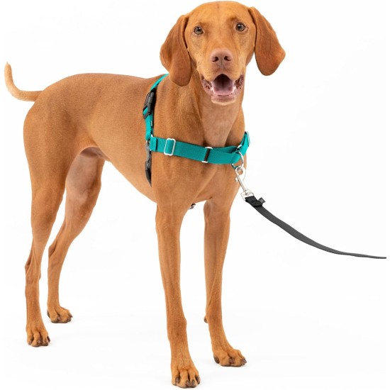 PetSafe, Easy Walk Dog Harness, The Ultimate No Pull Harness for Walks, Take Control and Teach Better Leash Behavior Small, Petrol/Grey PetSafe, Easy Walk Dog Harness, The Ultimate No Pull Harness for Walks, Take Control and Teach Better Leash Behavior Small, Petrol/Grey