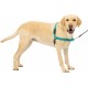 PetSafe, Easy Walk Dog Harness, The Ultimate No Pull Harness for Walks, Take Control and Teach Better Leash Behavior Small, Petrol/Grey
