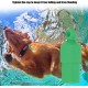 Pssopp Address Tags Pack of 20 Dog ID Tag Mini Anti Lost Pet Tube Tag Waterproof Plastic ID Name Tags Dog Collar Pendant Label for Dogs Puppies Cats, black, Small Pssopp Address Tags Pack of 20 Dog ID Tag Mini Anti Lost Pet Tube Tag Waterproof Plastic ID Name Tags Dog Collar Pendant Label for Dogs Puppies Cats, black, Small