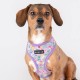 Puppia Spring and Summer Fashion Over-The-Head Dog Harness, Beige_Minmi, Medium Puppia Spring and Summer Fashion Over-The-Head Dog Harness, Beige_Minmi, Medium