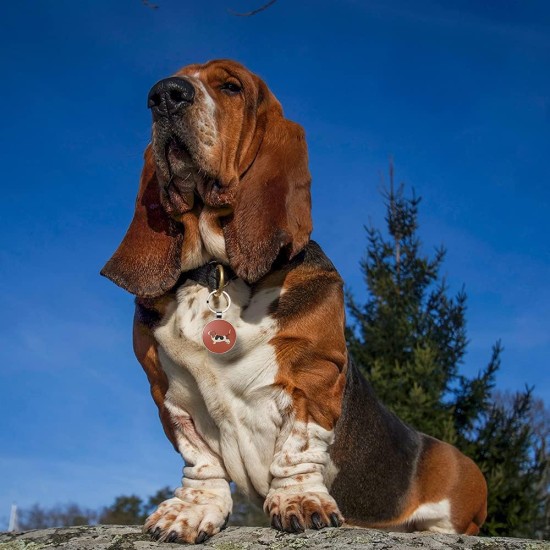 QR Code Dog Tag ID 41 Dog Breeds Personalised Social Online Site Free Online Pet Profile Modificable Privacy Control No App Required QR Code Dog Tag ID 41 Dog Breeds Personalised Social Online Site Free Online Pet Profile Modificable Privacy Control No App Required