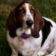 QR Code Dog Tag ID 41 Dog Breeds Personalised Social Online Site Free Online Pet Profile Modificable Privacy Control No App Required QR Code Dog Tag ID 41 Dog Breeds Personalised Social Online Site Free Online Pet Profile Modificable Privacy Control No App Required