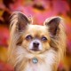 QR Code Dog Tag ID 41 Dog Breeds Personalised Social Online Site Free Online Pet Profile Modificable Privacy Control No App Required QR Code Dog Tag ID 41 Dog Breeds Personalised Social Online Site Free Online Pet Profile Modificable Privacy Control No App Required