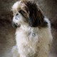QR Code Dog Tag ID 41 Dog Breeds Personalised Social Online Site Free Online Pet Profile Modificable Privacy Control No App Required QR Code Dog Tag ID 41 Dog Breeds Personalised Social Online Site Free Online Pet Profile Modificable Privacy Control No App Required