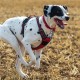 QR Code Dog Tag ID 41 Dog Breeds Personalised Social Online Site Free Online Pet Profile Modificable Privacy Control No App Required QR Code Dog Tag ID 41 Dog Breeds Personalised Social Online Site Free Online Pet Profile Modificable Privacy Control No App Required