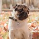 QR Code Dog Tag ID 41 Dog Breeds Personalised Social Online Site Free Online Pet Profile Modificable Privacy Control No App Required QR Code Dog Tag ID 41 Dog Breeds Personalised Social Online Site Free Online Pet Profile Modificable Privacy Control No App Required