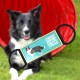 QR Code Silent Dog Tag ID 18 Dog Breeds Personalised Social Online Site Free Online Pet Profile Modification Control Privacy No App Required QR Code Silent Dog Tag ID 18 Dog Breeds Personalised Social Online Site Free Online Pet Profile Modification Control Privacy No App Required