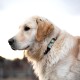 QR Code Silent Dog Tag ID 18 Dog Breeds Personalised Social Online Site Free Online Pet Profile Modification Control Privacy No App Required QR Code Silent Dog Tag ID 18 Dog Breeds Personalised Social Online Site Free Online Pet Profile Modification Control Privacy No App Required