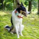 QR Code Silent Dog Tag ID 18 Dog Breeds Personalised Social Online Site Free Online Pet Profile Modification Control Privacy No App Required QR Code Silent Dog Tag ID 18 Dog Breeds Personalised Social Online Site Free Online Pet Profile Modification Control Privacy No App Required