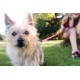 Retractable Roller Gel Leash Retractable Roller Gel Leash