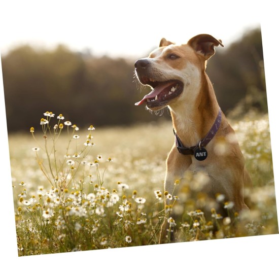 SEWOART Pack of 25 Empty Labels Pet ID Tag Punch Blanks Metal Pet Pendant Dog ID Tag Charms Pendant Jewellery Blank Tags for Pets Dog Tag DIY Pet Dog SEWOART Pack of 25 Empty Labels Pet ID Tag Punch Blanks Metal Pet Pendant Dog ID Tag Charms Pendant Jewellery Blank Tags for Pets Dog Tag DIY Pet Dog
