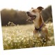 SEWOART Pack of 25 Empty Labels Pet ID Tag Punch Blanks Metal Pet Pendant Dog ID Tag Charms Pendant Jewellery Blank Tags for Pets Dog Tag DIY Pet Dog SEWOART Pack of 25 Empty Labels Pet ID Tag Punch Blanks Metal Pet Pendant Dog ID Tag Charms Pendant Jewellery Blank Tags for Pets Dog Tag DIY Pet Dog