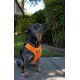 Sleepypod Clickit Sport Safety Harness (Orange Dream, Large) by Clickit Sport Harness Sleepypod Clickit Sport Safety Harness (Orange Dream, Large) by Clickit Sport Harness