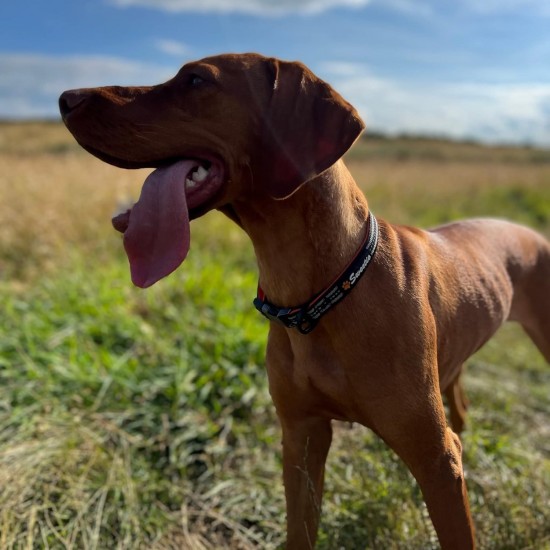 Strong Dog Collar Medium Dogs - Orange Reflective Padded Dog Collars - Adjustable - Safety Metal Buckle, Aluminium V-Ring Strong Dog Collar Medium Dogs - Orange Reflective Padded Dog Collars - Adjustable - Safety Metal Buckle, Aluminium V-Ring