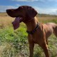 Strong Dog Collar Medium Dogs - Orange Reflective Padded Dog Collars - Adjustable - Safety Metal Buckle, Aluminium V-Ring Strong Dog Collar Medium Dogs - Orange Reflective Padded Dog Collars - Adjustable - Safety Metal Buckle, Aluminium V-Ring