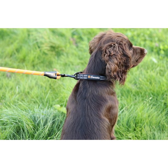 Strong Dog Collar Medium Dogs - Orange Reflective Padded Dog Collars - Adjustable - Safety Metal Buckle, Aluminium V-Ring Strong Dog Collar Medium Dogs - Orange Reflective Padded Dog Collars - Adjustable - Safety Metal Buckle, Aluminium V-Ring