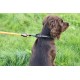 Strong Dog Collar Medium Dogs - Orange Reflective Padded Dog Collars - Adjustable - Safety Metal Buckle, Aluminium V-Ring Strong Dog Collar Medium Dogs - Orange Reflective Padded Dog Collars - Adjustable - Safety Metal Buckle, Aluminium V-Ring