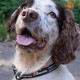 Strong Dog Collar Medium Dogs - Orange Reflective Padded Dog Collars - Adjustable - Safety Metal Buckle, Aluminium V-Ring Strong Dog Collar Medium Dogs - Orange Reflective Padded Dog Collars - Adjustable - Safety Metal Buckle, Aluminium V-Ring