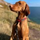 Strong Dog Collar Medium Dogs - Orange Reflective Padded Dog Collars - Adjustable - Safety Metal Buckle, Aluminium V-Ring Strong Dog Collar Medium Dogs - Orange Reflective Padded Dog Collars - Adjustable - Safety Metal Buckle, Aluminium V-Ring