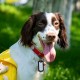 TENDYCOCO Pack of 12 Dog ID Tags Silicone Army Pet Tags Patrol Cap Cover