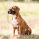 TRIXIE 19265 Muzzle with Mesh Insert, Polyester, L–XL, Black TRIXIE 19265 Muzzle with Mesh Insert, Polyester, L–XL, Black