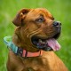 TSPRO Premium Dog Collar with Handle, Thick, Adjustable, Tactical Dog Collar, Heavy-Duty Design, Quick-Release Metal Buckle, for Medium to Large Dogs, M, Green TSPRO Premium Dog Collar with Handle, Thick, Adjustable, Tactical Dog Collar, Heavy-Duty Design, Quick-Release Metal Buckle, for Medium to Large Dogs, M, Green