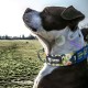 TSPRO Premium Dog Collar with Handle, Thick, Adjustable, Tactical Dog Collar, Heavy-Duty Design, Quick-Release Metal Buckle, for Medium to Large Dogs, M, Green TSPRO Premium Dog Collar with Handle, Thick, Adjustable, Tactical Dog Collar, Heavy-Duty Design, Quick-Release Metal Buckle, for Medium to Large Dogs, M, Green