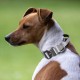 TSPRO Premium Dog Collar with Handle, Thick, Adjustable, Tactical Dog Collar, Heavy-Duty Design, Quick-Release Metal Buckle, for Medium to Large Dogs, M, Green TSPRO Premium Dog Collar with Handle, Thick, Adjustable, Tactical Dog Collar, Heavy-Duty Design, Quick-Release Metal Buckle, for Medium to Large Dogs, M, Green