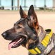 TSPRO Premium Dog Collar with Handle, Thick, Adjustable, Tactical Dog Collar, Heavy-Duty Design, Quick-Release Metal Buckle, for Medium to Large Dogs, M, Green TSPRO Premium Dog Collar with Handle, Thick, Adjustable, Tactical Dog Collar, Heavy-Duty Design, Quick-Release Metal Buckle, for Medium to Large Dogs, M, Green