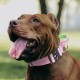 TSPRO Premium Dog Collar with Handle, Thick, Adjustable, Tactical Dog Collar, Heavy-Duty Design, Quick-Release Metal Buckle, for Medium to Large Dogs, M, Green TSPRO Premium Dog Collar with Handle, Thick, Adjustable, Tactical Dog Collar, Heavy-Duty Design, Quick-Release Metal Buckle, for Medium to Large Dogs, M, Green