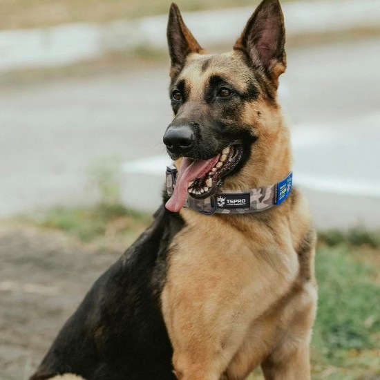 TSPRO Premium Dog Collar with Handle, Thick, Adjustable, Tactical Dog Collar, Heavy-Duty Design, Quick-Release Metal Buckle, for Medium to Large Dogs, M, Green TSPRO Premium Dog Collar with Handle, Thick, Adjustable, Tactical Dog Collar, Heavy-Duty Design, Quick-Release Metal Buckle, for Medium to Large Dogs, M, Green