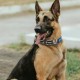 TSPRO Premium Dog Collar with Handle, Thick, Adjustable, Tactical Dog Collar, Heavy-Duty Design, Quick-Release Metal Buckle, for Medium to Large Dogs, M, Green TSPRO Premium Dog Collar with Handle, Thick, Adjustable, Tactical Dog Collar, Heavy-Duty Design, Quick-Release Metal Buckle, for Medium to Large Dogs, M, Green