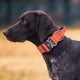 TSPRO Premium Dog Collar with Handle, Thick, Adjustable, Tactical Dog Collar, Heavy-Duty Design, Quick-Release Metal Buckle, for Medium to Large Dogs, M, Green TSPRO Premium Dog Collar with Handle, Thick, Adjustable, Tactical Dog Collar, Heavy-Duty Design, Quick-Release Metal Buckle, for Medium to Large Dogs, M, Green