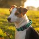 TSPRO Premium Dog Collar with Handle, Thick, Adjustable, Tactical Dog Collar, Heavy-Duty Design, Quick-Release Metal Buckle, for Medium to Large Dogs, M, Green TSPRO Premium Dog Collar with Handle, Thick, Adjustable, Tactical Dog Collar, Heavy-Duty Design, Quick-Release Metal Buckle, for Medium to Large Dogs, M, Green