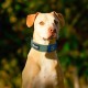 TSPRO Premium Dog Collar with Handle, Thick, Adjustable, Tactical Dog Collar, Heavy-Duty Design, Quick-Release Metal Buckle, for Medium to Large Dogs, M, Green TSPRO Premium Dog Collar with Handle, Thick, Adjustable, Tactical Dog Collar, Heavy-Duty Design, Quick-Release Metal Buckle, for Medium to Large Dogs, M, Green