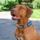 TSPRO Premium Dog Collar with Handle, Thick, Adjustable, Tactical Dog Collar, Heavy-Duty Design, Quick-Release Metal Buckle, for Medium to Large Dogs, M, Green TSPRO Premium Dog Collar with Handle, Thick, Adjustable, Tactical Dog Collar, Heavy-Duty Design, Quick-Release Metal Buckle, for Medium to Large Dogs, M, Green