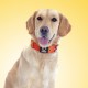 TSPRO Tactical Dog Collar, Robust Collar for Dogs with Metal Buckle Closure, 3.3 cm Wide, Adjustable and Thick for Small Dogs (Geometric S) TSPRO Tactical Dog Collar, Robust Collar for Dogs with Metal Buckle Closure, 3.3 cm Wide, Adjustable and Thick for Small Dogs (Geometric S)