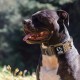TSPRO Tactical Dog Collar, Robust Collar for Dogs with Metal Buckle Closure, 3.3 cm Wide, Adjustable and Thick for Small Dogs (Geometric S) TSPRO Tactical Dog Collar, Robust Collar for Dogs with Metal Buckle Closure, 3.3 cm Wide, Adjustable and Thick for Small Dogs (Geometric S)
