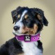 TSPRO Tactical Dog Collar, Robust Collar for Dogs with Metal Buckle Closure, 3.3 cm Wide, Adjustable and Thick for Small Dogs (Geometric S) TSPRO Tactical Dog Collar, Robust Collar for Dogs with Metal Buckle Closure, 3.3 cm Wide, Adjustable and Thick for Small Dogs (Geometric S)