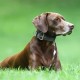 TSPRO Tactical Dog Collar, Robust Collar for Dogs with Metal Buckle Closure, 3.3 cm Wide, Adjustable and Thick for Small Dogs (Geometric S) TSPRO Tactical Dog Collar, Robust Collar for Dogs with Metal Buckle Closure, 3.3 cm Wide, Adjustable and Thick for Small Dogs (Geometric S)