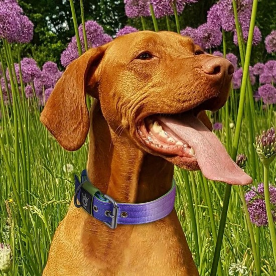 TSPRO Tactical Dog Collar, Robust Collar for Dogs with Metal Buckle Closure, 3.3 cm Wide, Adjustable and Thick for Small Dogs (Geometric S) TSPRO Tactical Dog Collar, Robust Collar for Dogs with Metal Buckle Closure, 3.3 cm Wide, Adjustable and Thick for Small Dogs (Geometric S)