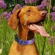 TSPRO Tactical Dog Collar, Robust Collar for Dogs with Metal Buckle Closure, 3.3 cm Wide, Adjustable and Thick for Small Dogs (Geometric S) TSPRO Tactical Dog Collar, Robust Collar for Dogs with Metal Buckle Closure, 3.3 cm Wide, Adjustable and Thick for Small Dogs (Geometric S)